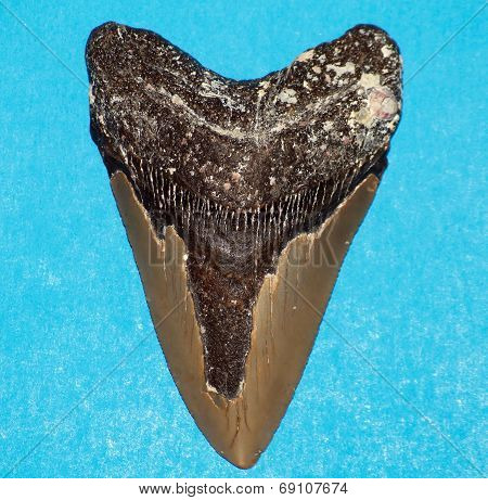 Megaladon Tooth