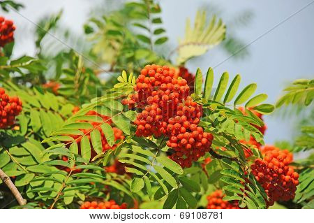 Rowan berries, Mountain ash (Sorbus)