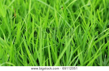 Grass Garden