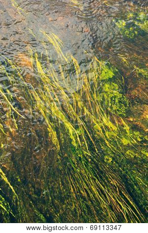 algae in river
