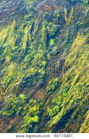 algae in river