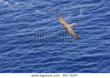Eleonora's Falcon flying