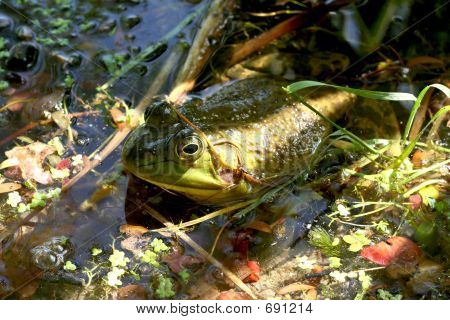 Bullfrog In acqua.