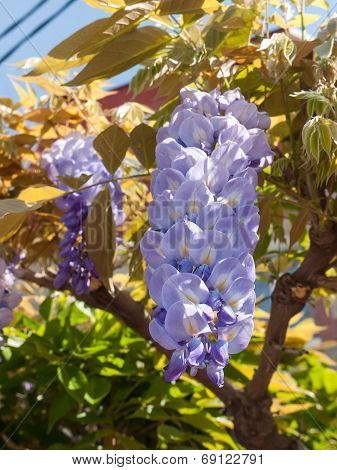 Blooming Wisteria Tree