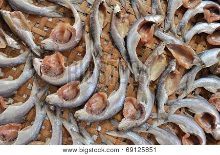 Grey Mullet Fish