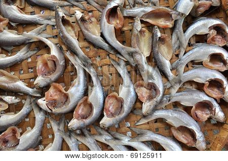 Grey Mullet Fish