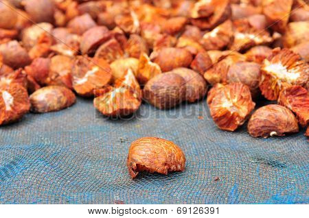 Dried Betel Nut Or Areca Nut