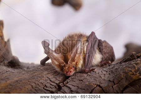 Long-eared Bat