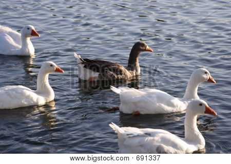 Geese