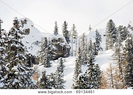 Coniferous Forest On Snow Slope In Dolomites