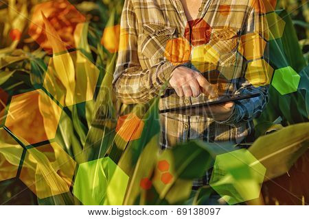Gmo Science In Corn Field