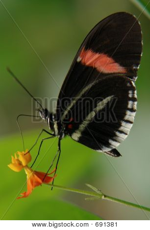 에콰도르 나비는 꽃에 앉아