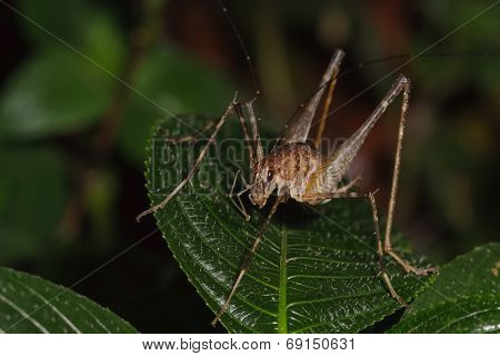 A Close Up Of Bush Cricket On Green Leaves