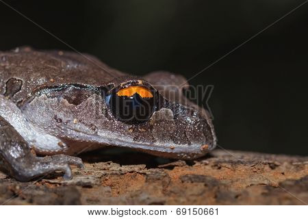A Close Up Of Smith's Litter Frog On The Rotten Wood