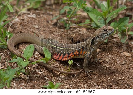 A Close Up Of Common Butterfly Lizard On The Ground