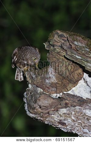 An Asian Barred Owlet Feeding Its Baby