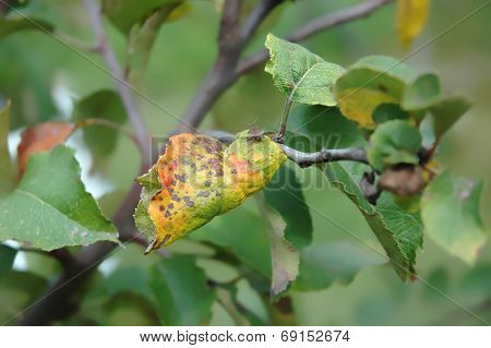 Plum Moth Disease- Grapholita Funebrana