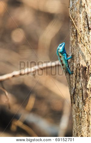 A Blue Lizard Perching On The Dried Tree