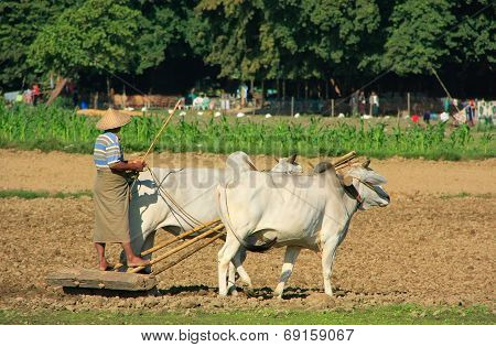 AMARAPURA, MYANMAR - DECEMBER 31: An unidentified man plows in a field on December 31, 2011 in Amara