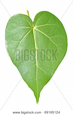 Heart Leaf