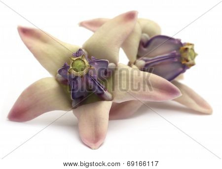 Medicinal Crown Flower