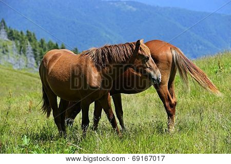 Horse