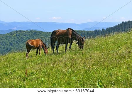 Horse