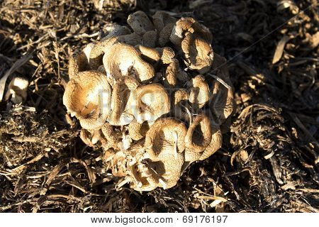 Old mushroom