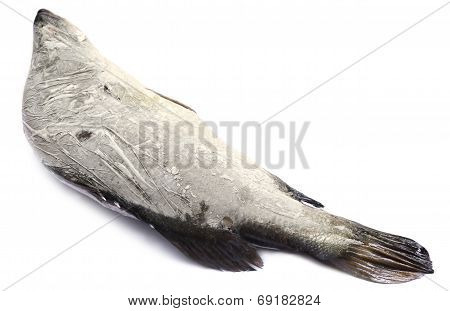 Frozen Barramundi Or Koral Fish
