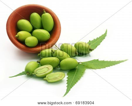 Medicinal Neem Fruits