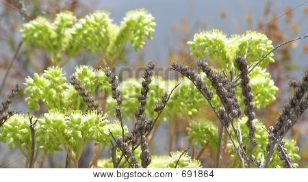 Italian Herbs