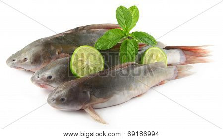 Rita Fishes Of Bangladesh