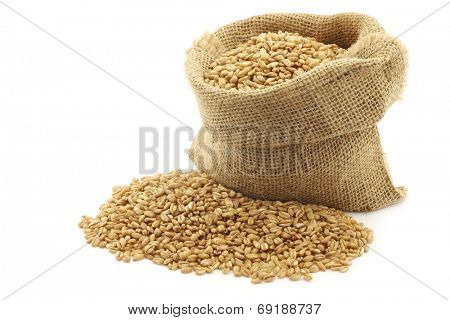 farro grain in a burlap bag with an aluminum scoop on a white background