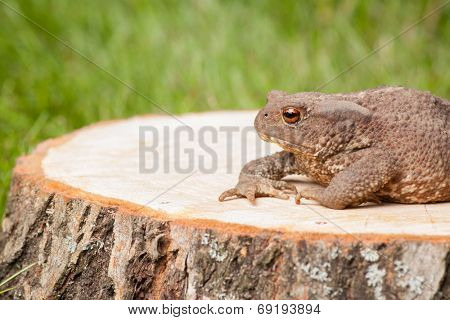 frog on the tree stump and green grass