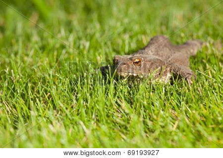 Gray frog sitting on green grass
