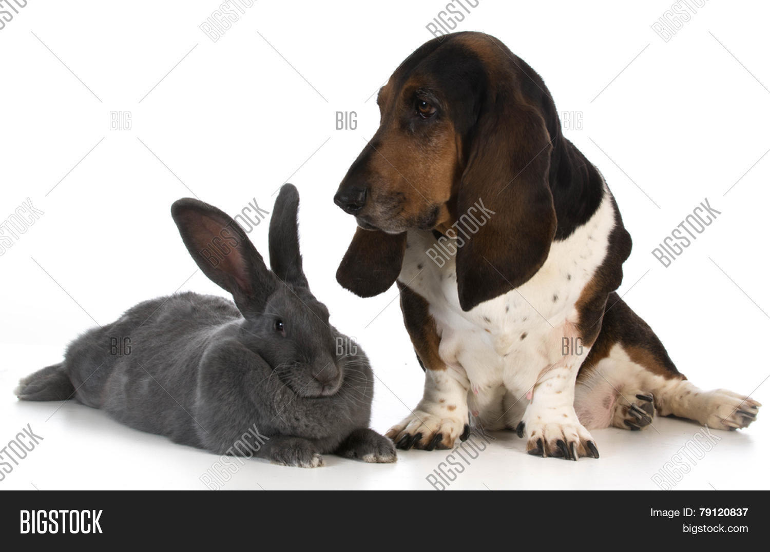 Hunting Dog Basset Image & Photo (Free Trial) Bigstock