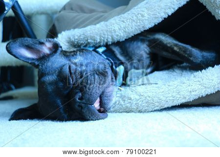 Adorable brindle french bulldog sleeping with mouth open