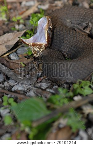 Agkistrodon Piscivorus Leucostoma