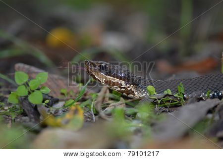 Western Cottonmouth