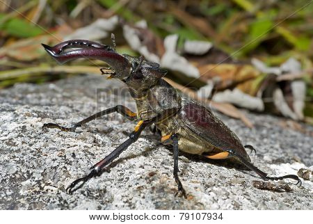Male Of Stag-beetle