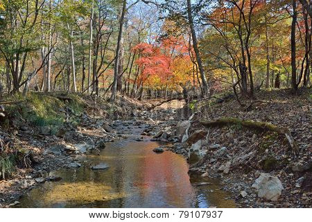 Autumn Woodsy River