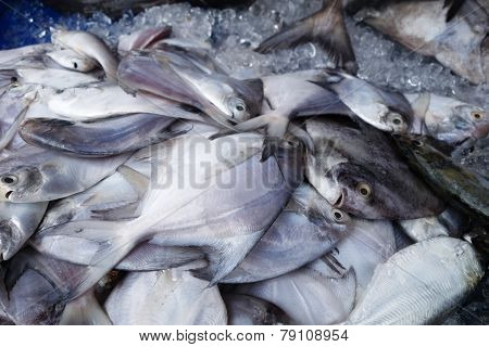White Pomfret
