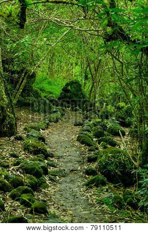mossy forest in floreana island galapagos