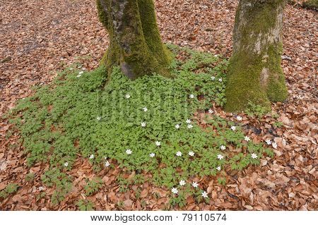 Group of wood anemones