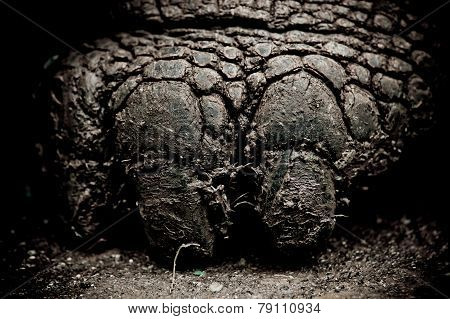 galapagos turtle in floreana island