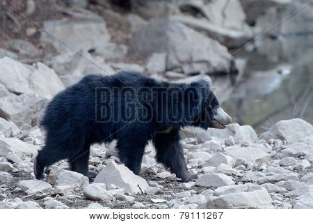 Sloth bear