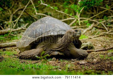 galapagos turtle in floreana island