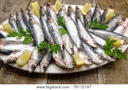 Fresh Sardines