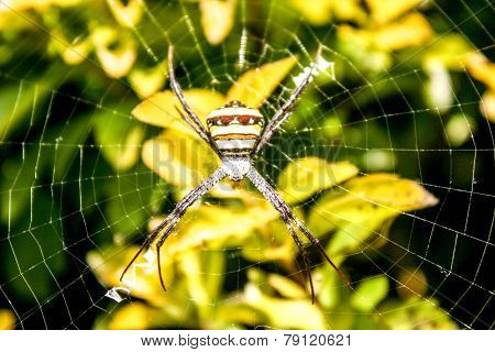spider