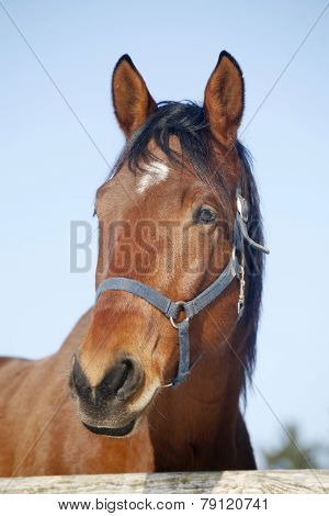 Portrait Of A Nice Purebred Horse Winter Corral Rural Scene